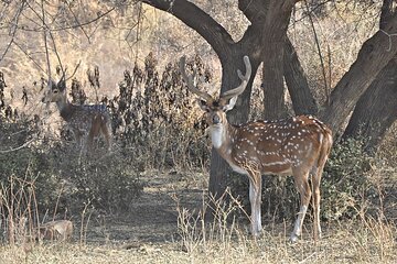 Rajasthan Wildlife Tour With Ranthambore, Bharatpur & Sariska