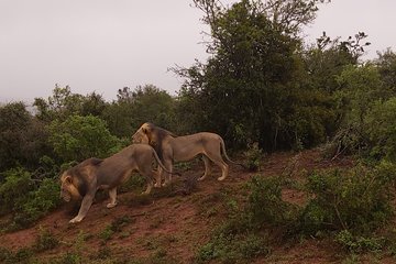 Addo Elephant National Park Full Day Safari