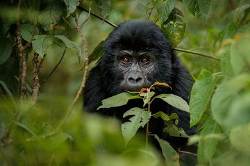 11 Days Uganda And Rwanda Private Safari Tour 