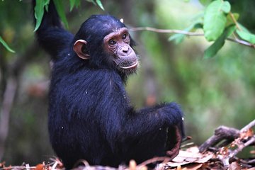 Private 10 Days Primate Experience and Queen Elizabeth Safari Tour