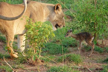 3 Days Private Safari Tour at Queen Elizabeth National Park in Uganda 
