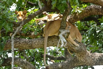 4 Days Group Joining Camping Safari to Tarangire Serengeti Ngorongoro Crater