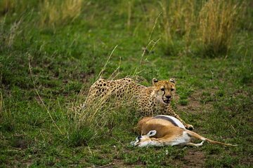 2 Days Group Joining Camping Safari Tarangire Park and Ngorongoro Crater