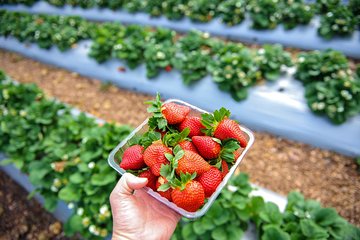 Mornington Peninsula Private Food Trail Tour with Pickup