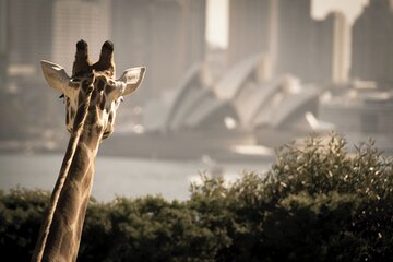 Sydney Harbour 2-Day Hop On Hop Off Cruise with Taronga Zoo entry