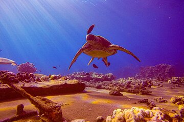 South Maui Shore Dive