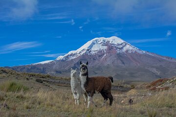 Quito to Cuenca 4 or 5-Day Tour with Cotopaxi, Quilotoa, Baños and Chimborazo