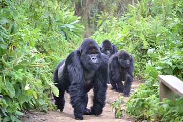 4-day Gorilla Trekking Experience and Tour in Rwanda