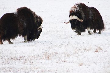 Arctic Day: Yukon Wildlife Half Day Viewing Tour