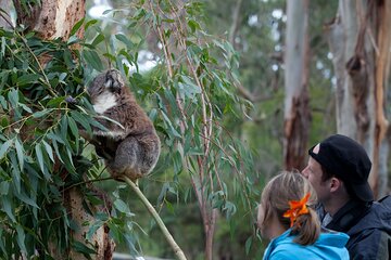 2 Day Exclusively Private Tour Of Phillip Island & The Great Ocean Road