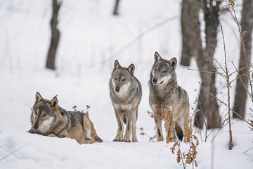 Yellowstone Full Day Winter Tour (With Optional Hike or Snowshoe)
