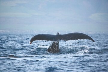 Kona Whale Watch from Honokohau on Sailing Boat 