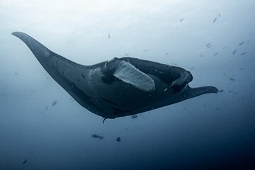 Catalina Island Diving Tour From Tamarindo - Certified Only