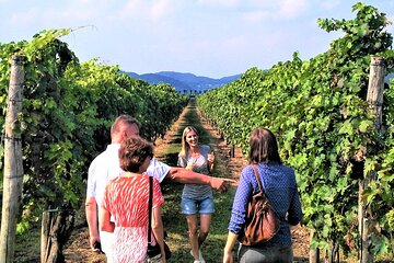 From Venice: Wine Tour in the Euganean Hills