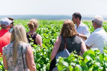 Burgundy Wine Tasting Small-Group Tour in Chablis from Paris