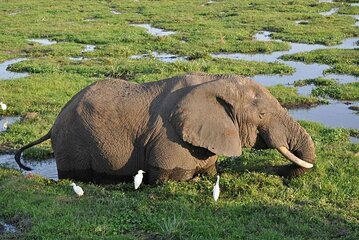 Amboseli National Park 2 days and 1 night safari From Nairobi 