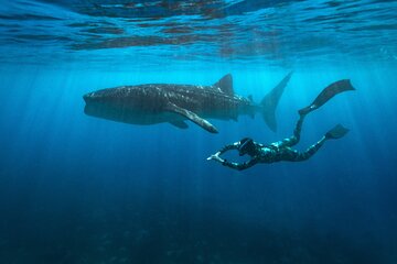 Oslob Whaleshark and Kawasan Falls Tour