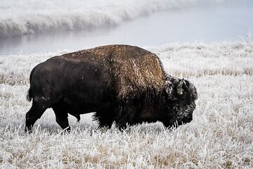  Yellowstone, Grand Teton & Utah Mighty 5 Winter Tour: Small Group 9-Day Tour