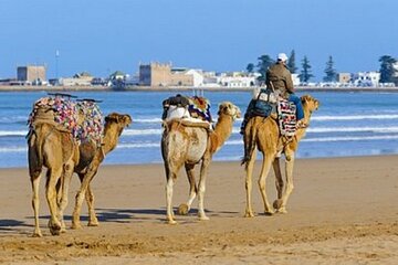 "Mogador Camel Expedition Ecotour | Private & Luxury