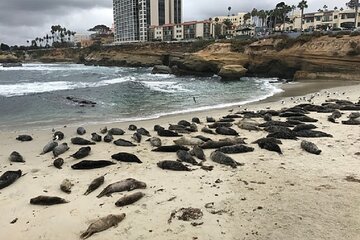 Private Segway Experience Through La Jolla