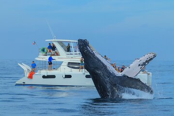 Luxury Catamaran Whale Watching Cabo San Lucas