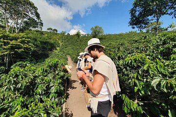 Cocora valley and coffee farms tour