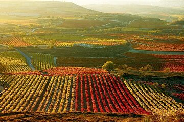Guided tour of Txakoli wine tasting and tasting of wine and typical products