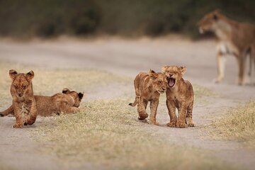 2-Day Kruger National Park Safari from Johannesburg