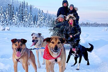 Dog Sledding Adventure in Willow, Alaska