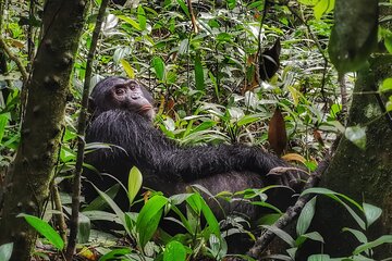 3-Day Private Chimpanzee Trekking Safari in Kibale Forest