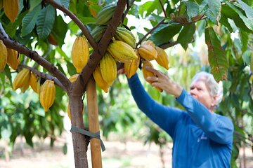 Lahaina: Maui Ku'ia Estate Guided Cacao Farm Tour and Tasting