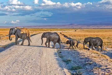 3 Day Amboseli Safari