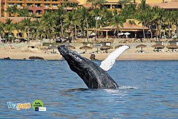 Whale Watching Tour in Los Cabos