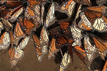 Monarch Butterfly group tour. Join me to watch #butterflies