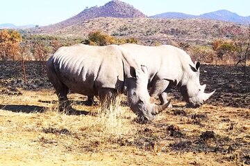 Pilanesberg national park day tour-Closed-vehicle