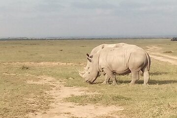 2 Days Safari to Ol Pejeta Conservancy - Luxury.