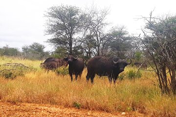 Kruger national park tour3-days/2 night(Open safari truck)