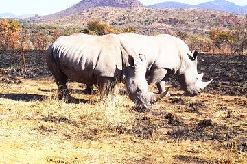 Pilanesberg national park day tour