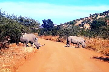 Pilanesberg open truck safaris and sun city tour