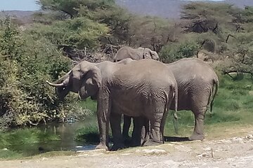 3 Days Safari to Samburu N/R and Ol Pejeta Conservancy.- Luxury.