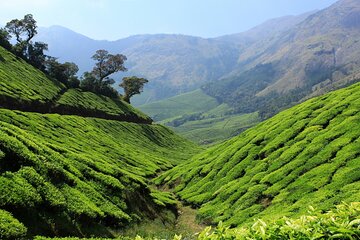 Private Day Trip to Munnar from Kochi (Cochin)