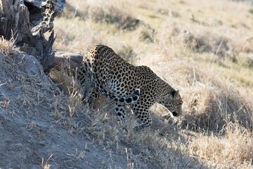 Full-Day Safari Chobe National Park