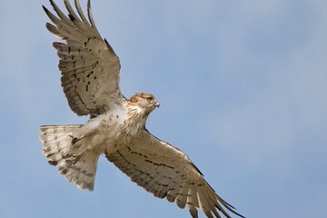 8-Day Private Tour Birds of Alentejo and Sierra Morena