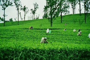  Private Nuwara Eliya Day Tour from Kandy with Pick up