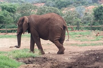 Enlightening Elephants And Monkeys Sanctuary Guided Day Tour