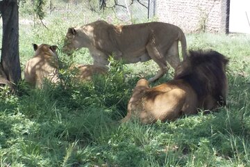 Half-Day Tour to Rhino And Lion Reserve in Krugersdorp