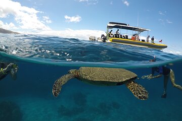 2 Hour Turtle Habitat Snorkel