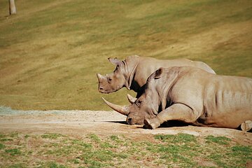 Half-Day Tour to Rhino And Lion Reserve in Krugersdorp