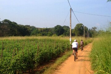 Sigiriya Cycle Safari Tour From Sigiriya 