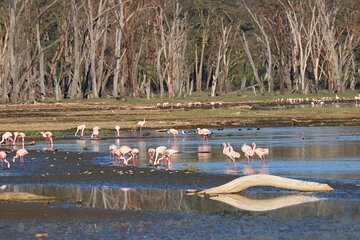 2 Days Safari to Tarangire & Lake Manyara